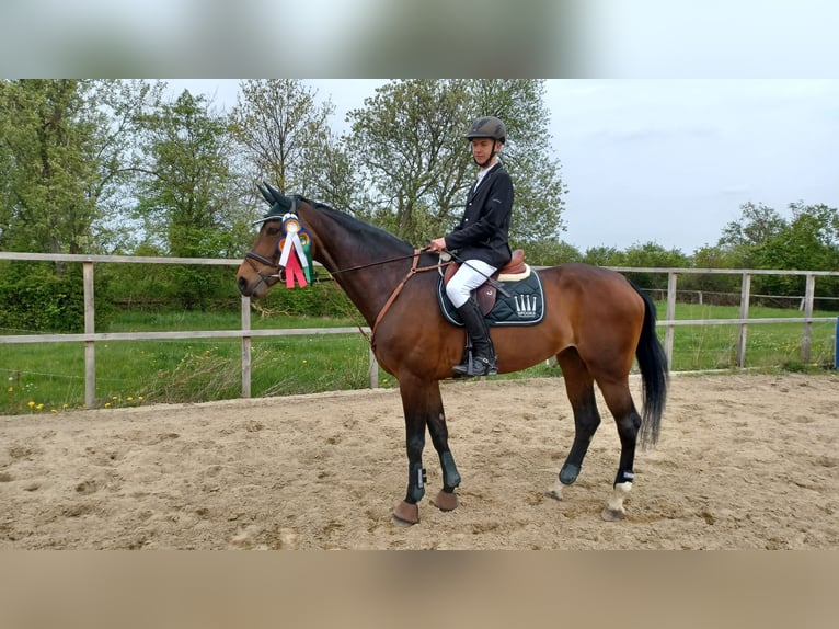 Mecklenburger Warmblut Stute 12 Jahre 174 cm Dunkelbrauner in Königslutter am Elm