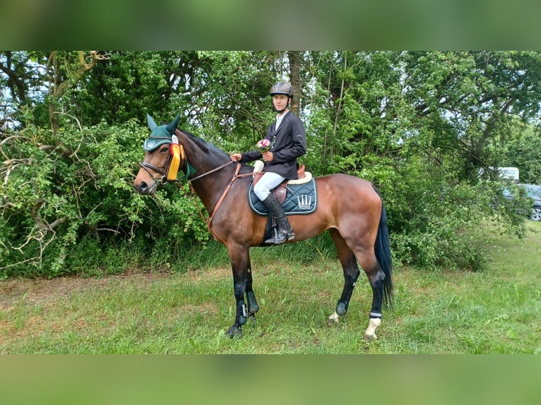 Mecklenburger Warmblut Stute 12 Jahre 174 cm Dunkelbrauner in Pattensen