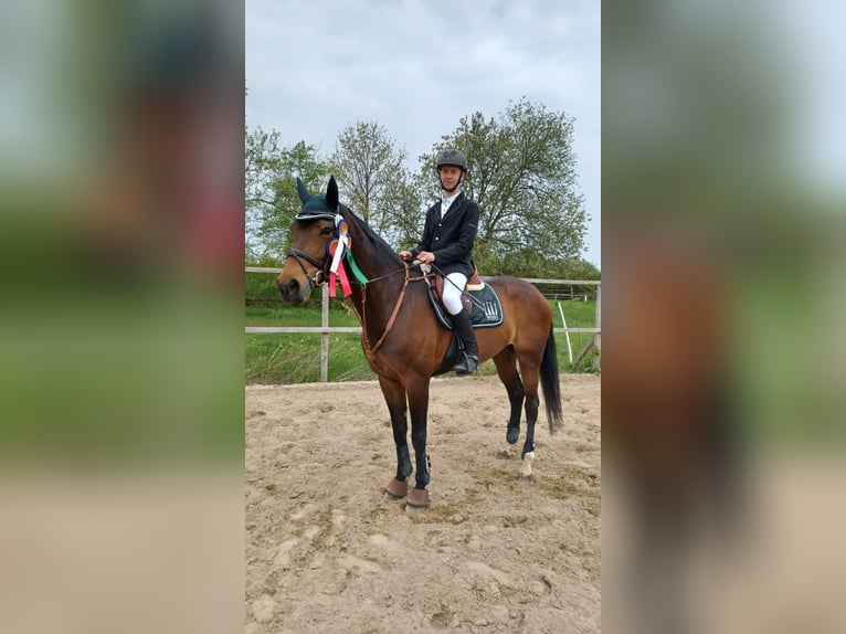 Mecklenburger Warmblut Stute 12 Jahre 174 cm Dunkelbrauner in Pattensen