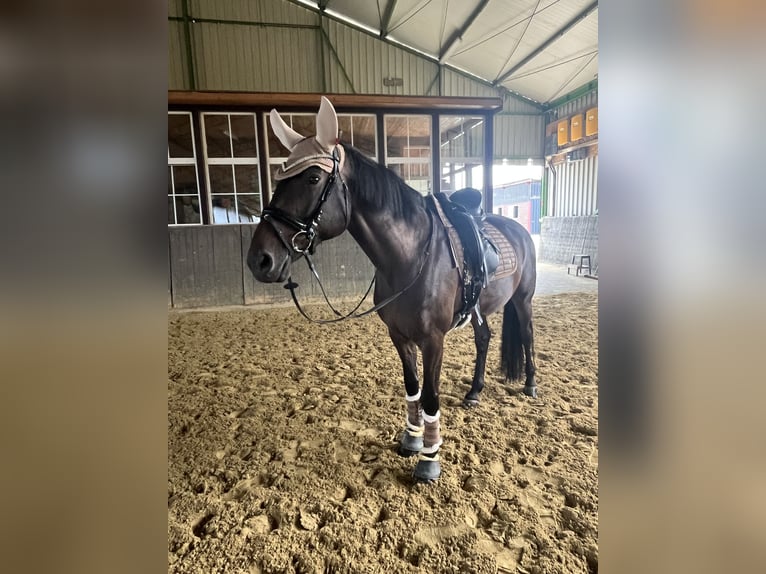 Mecklenburger Warmblut Stute 13 Jahre 162 cm Dunkelbrauner in Viersen