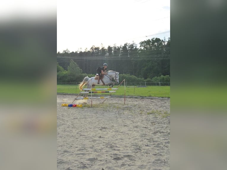 Mecklenburger Warmblut Stute 13 Jahre 167 cm Schimmel in Steinhagen