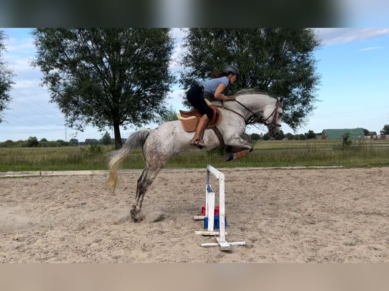 Mecklenburger Warmblut Stute 13 Jahre 167 cm Schimmel in Steinhagen
