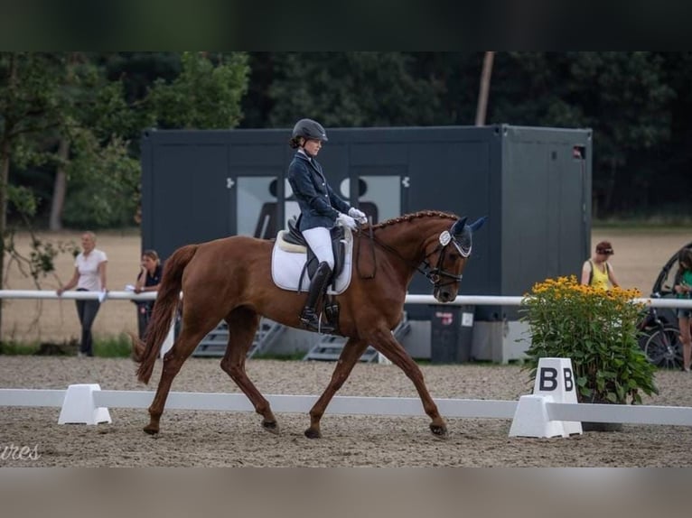 Mecklenburger Warmblut Stute 13 Jahre Fuchs in Barth