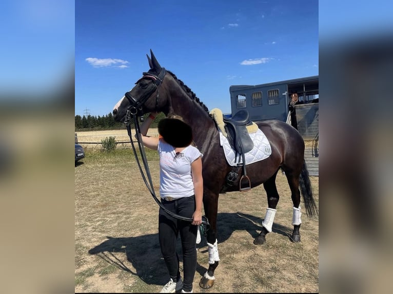 Mecklenburger Warmblut Stute 14 Jahre 163 cm Rappe in Bonn