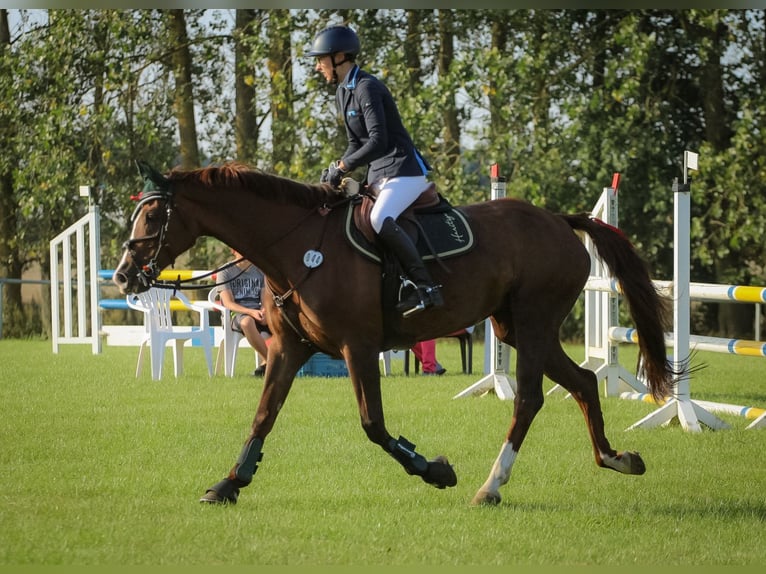 Mecklenburger Warmblut Stute 14 Jahre 164 cm Dunkelfuchs in Pruchten