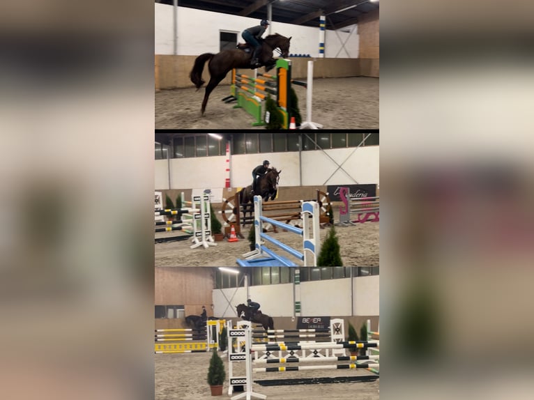 Mecklenburger Warmblut Stute 14 Jahre 164 cm Dunkelfuchs in Pruchten