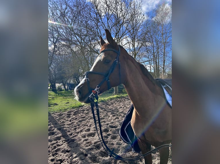 Mecklenburger Warmblut Stute 14 Jahre 164 cm Dunkelfuchs in Pruchten