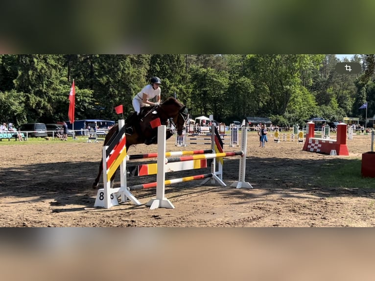 Mecklenburger Warmblut Stute 14 Jahre 164 cm Dunkelfuchs in Pruchten
