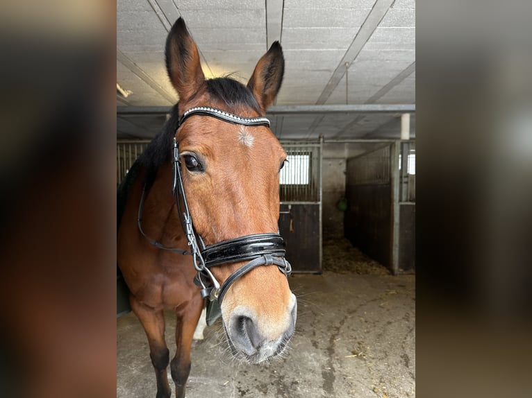 Mecklenburger Warmblut Stute 14 Jahre 168 cm Brauner in Hofheim am Taunus
