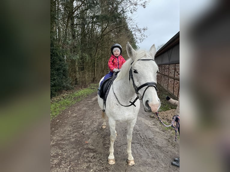 Mecklenburger Warmblut Stute 14 Jahre 169 cm Schimmel in Heiligengrabe