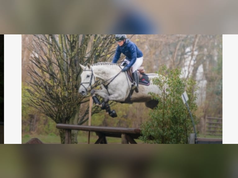 Mecklenburger Warmblut Stute 14 Jahre 169 cm Schimmel in Heiligengrabe