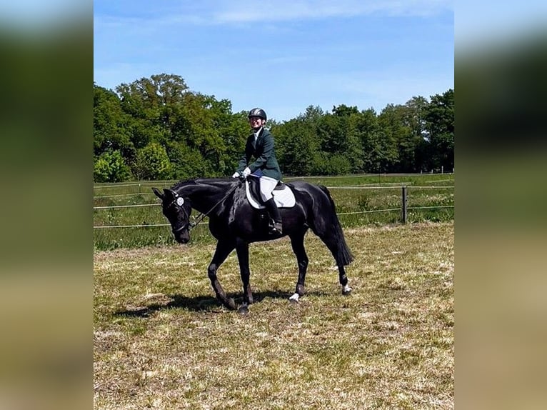 Mecklenburger Warmblut Stute 14 Jahre 170 cm Rappe in Rangsdorf
