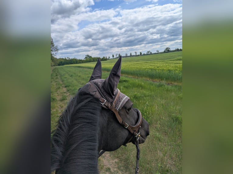Mecklenburger Warmblut Stute 14 Jahre 170 cm Rappe in Rangsdorf