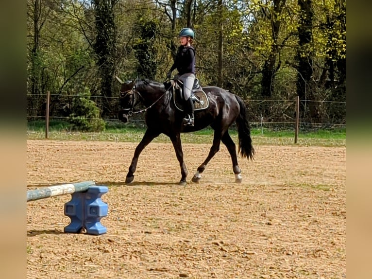 Mecklenburger Warmblut Stute 14 Jahre 170 cm Rappe in Rangsdorf