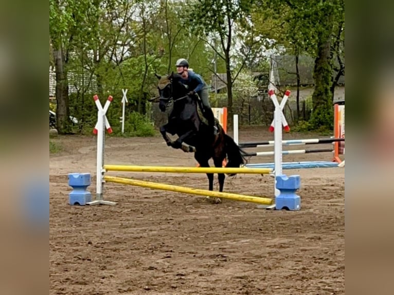 Mecklenburger Warmblut Stute 14 Jahre 170 cm Rappe in Rangsdorf