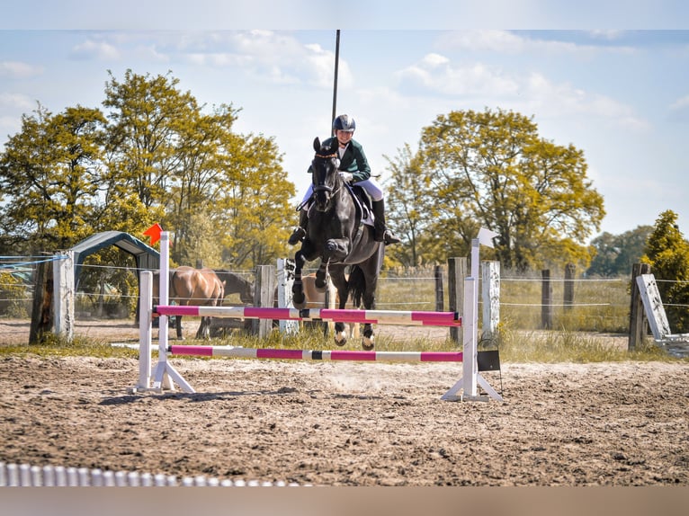 Mecklenburger Warmblut Stute 14 Jahre 170 cm Rappe in Rangsdorf