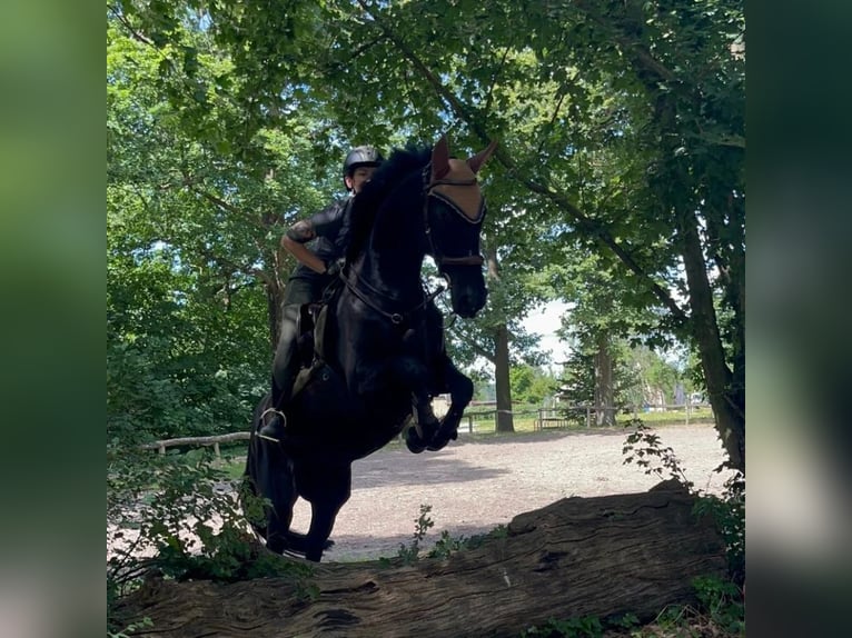 Mecklenburger Warmblut Stute 14 Jahre 170 cm Rappe in Rangsdorf