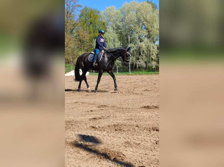 Mecklenburger Warmblut Stute 14 Jahre 170 cm Rappe in Rangsdorf
