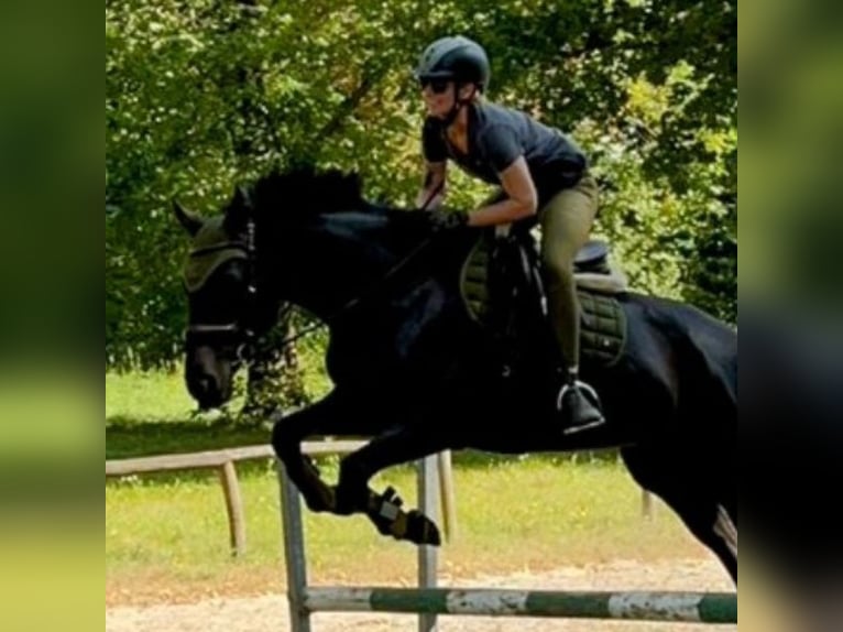 Mecklenburger Warmblut Stute 14 Jahre 170 cm Rappe in Rangsdorf