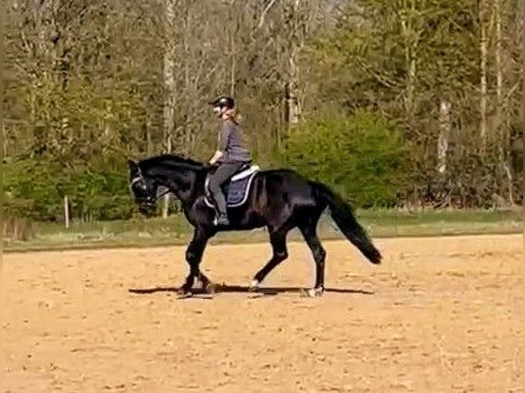 Mecklenburger Warmblut Stute 14 Jahre 170 cm Rappe in Rangsdorf