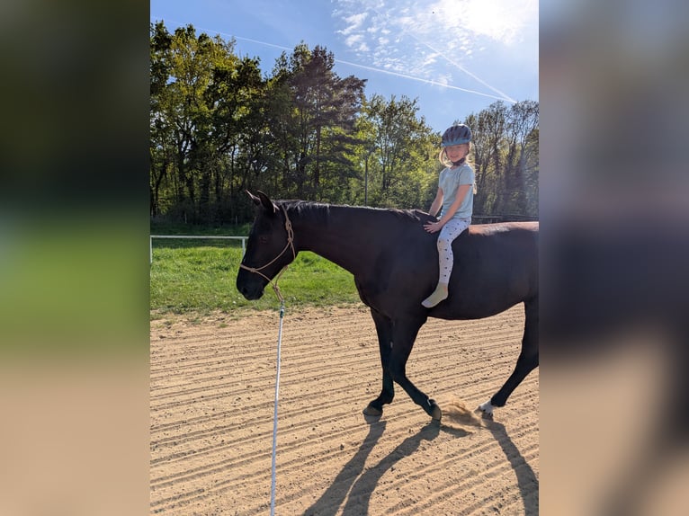 Mecklenburger Warmblut Stute 14 Jahre 170 cm Rappe in Rangsdorf