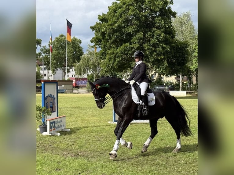 Mecklenburger Warmblut Stute 14 Jahre 180 cm Rappe in Zweibrücken