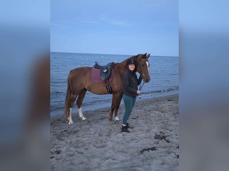 Mecklenburger Warmblut Stute 15 Jahre 165 cm Dunkelfuchs in Wagersrott