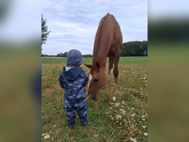 Mecklenburger Warmblut Stute 15 Jahre 165 cm Dunkelfuchs in Wagersrott