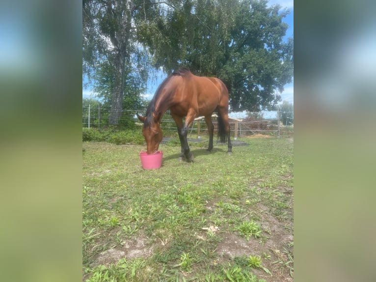 Mecklenburger Warmblut Stute 15 Jahre 168 cm Brauner in Zerpenschleuse