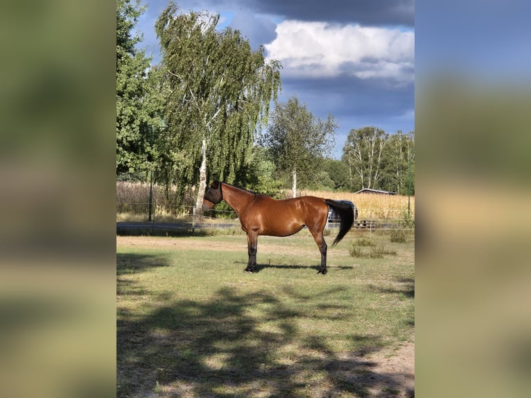 Mecklenburger Warmblut Stute 15 Jahre 168 cm Brauner in Zerpenschleuse