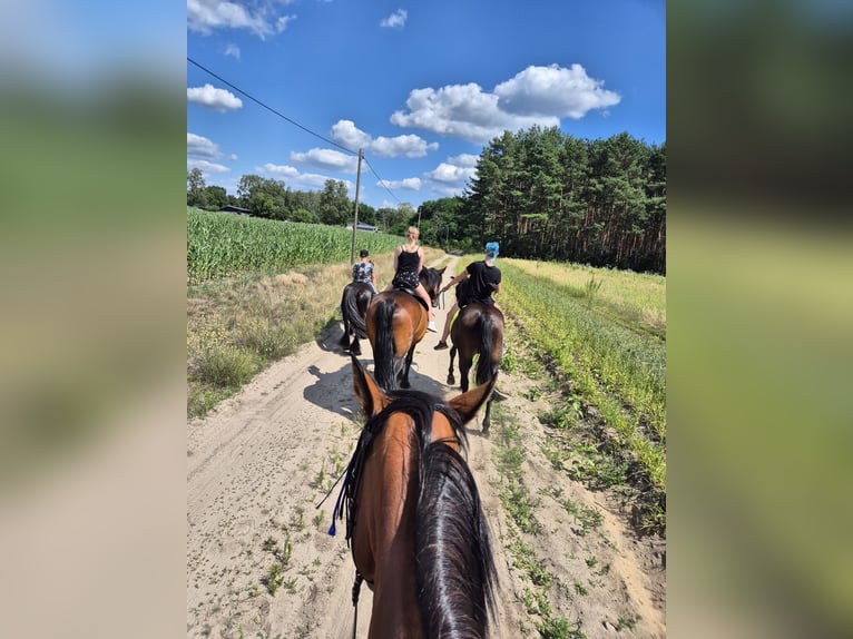 Mecklenburger Warmblut Stute 15 Jahre 168 cm Brauner in Zerpenschleuse