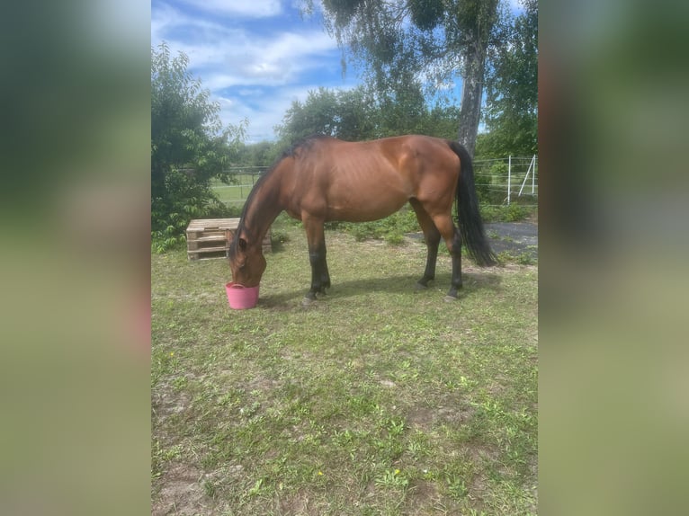 Mecklenburger Warmblut Stute 15 Jahre 168 cm Brauner in Zerpenschleuse