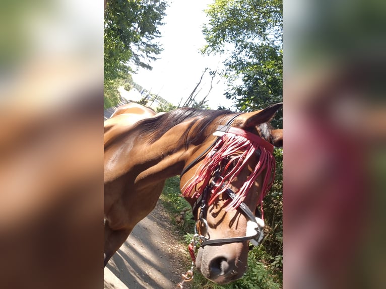 Mecklenburger Warmblut Stute 15 Jahre 168 cm Brauner in Zerpenschleuse