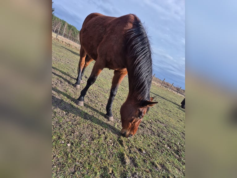 Mecklenburger Warmblut Stute 15 Jahre 168 cm Brauner in Zerpenschleuse