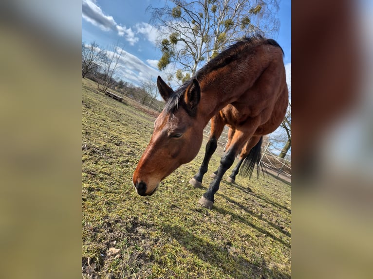 Mecklenburger Warmblut Stute 15 Jahre 168 cm Brauner in Zerpenschleuse