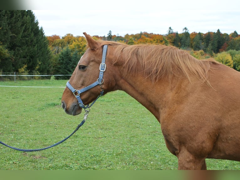 Mecklenburger Warmblut Stute 16 Jahre 164 cm in Stetten am kalten Markt Mecklenburger Warmblut Stute 16 Jahre 164 cm in Stetten am kalten Markt