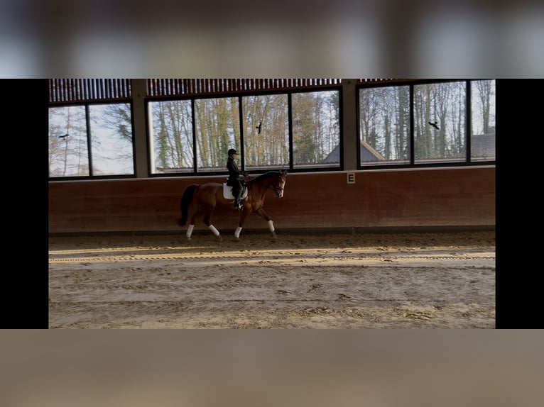 Mecklenburger Warmblut Stute 16 Jahre 166 cm Fuchs in Coesfeld