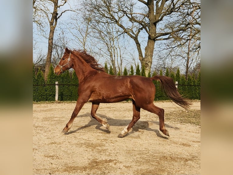Mecklenburger Warmblut Stute 16 Jahre 175 cm Fuchs in Schönberg