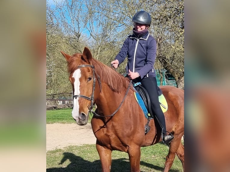 Mecklenburger Warmblut Stute 16 Jahre 175 cm Fuchs in Schönberg