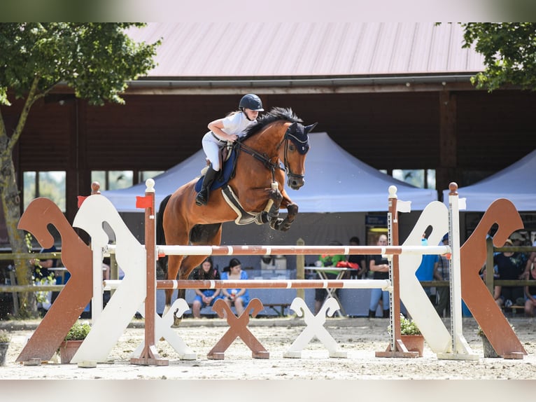 Mecklenburger Warmblut Stute 16 Jahre 183 cm Brauner in Stockstadt am Rhein