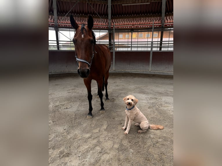 Mecklenburger Warmblut Stute 16 Jahre Brauner in Aying