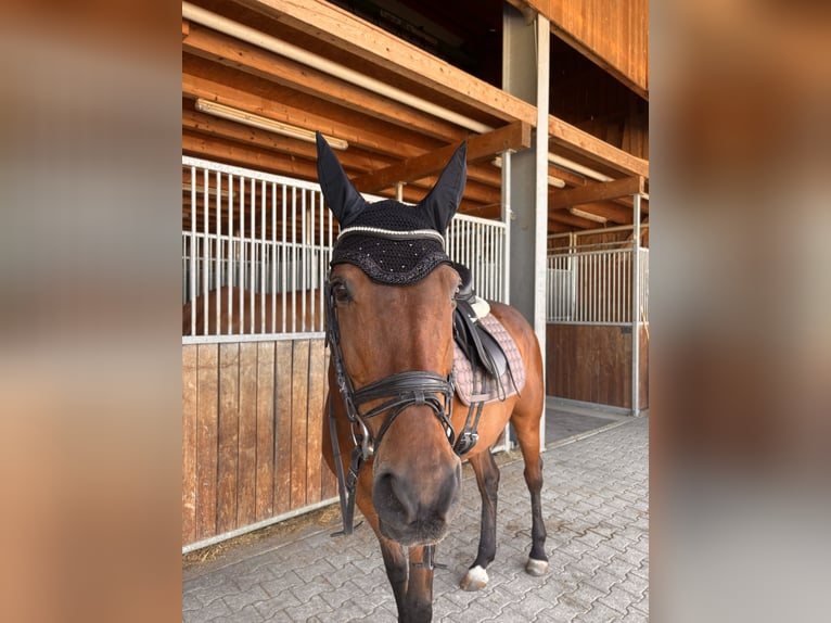 Mecklenburger Warmblut Stute 16 Jahre Brauner in Aying