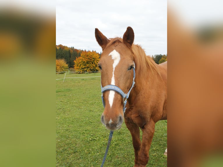 Mecklenburger Warmblut Stute 17 Jahre 164 cm in Stetten am kalten Markt