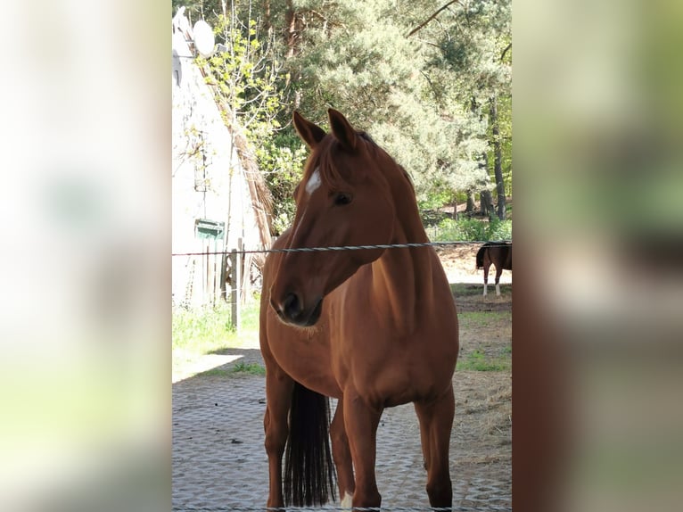 Mecklenburger Warmblut Stute 17 Jahre 164 cm Fuchs in Ahlbeck