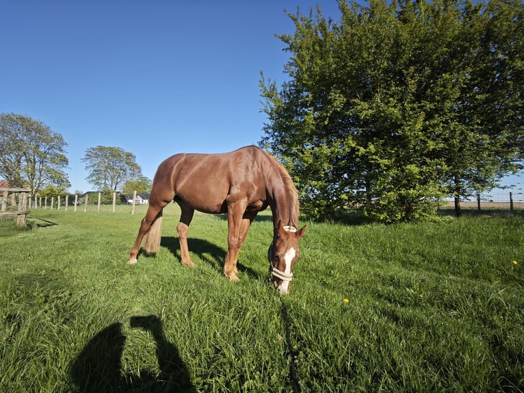 Mecklenburger Warmblut Stute 17 Jahre 165 cm Fuchs in Plau am See