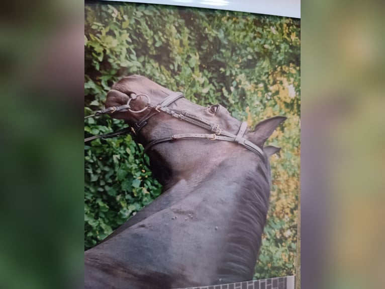 Mecklenburger Warmblut Stute 17 Jahre 165 cm Schwarzbrauner in Oberkrämer