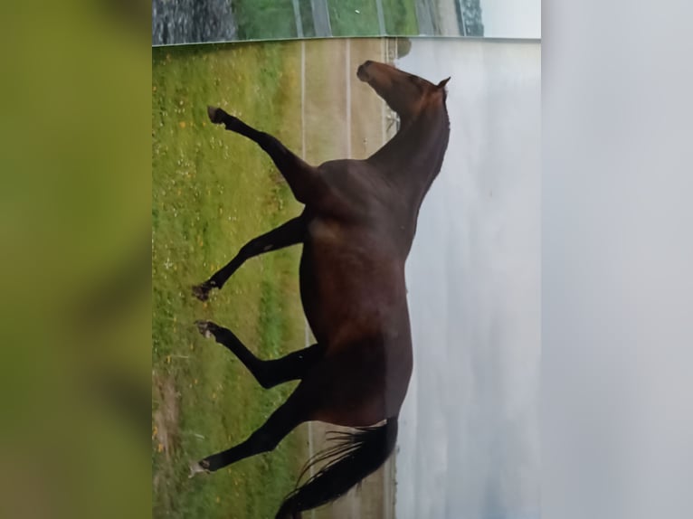 Mecklenburger Warmblut Stute 17 Jahre 165 cm Schwarzbrauner in Oberkrämer