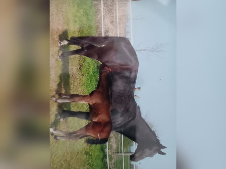 Mecklenburger Warmblut Stute 17 Jahre 165 cm Schwarzbrauner in Oberkrämer