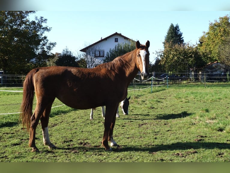 Mecklenburger Warmblut Stute 17 Jahre 170 cm Fuchs in Gründau