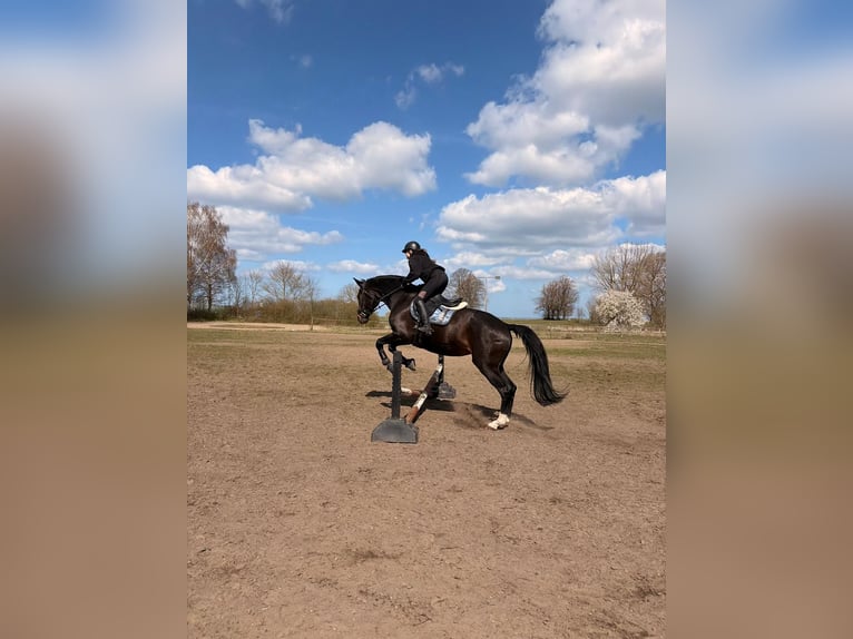 Mecklenburger Warmblut Stute 17 Jahre 173 cm Brauner in Groß Strömkendorf